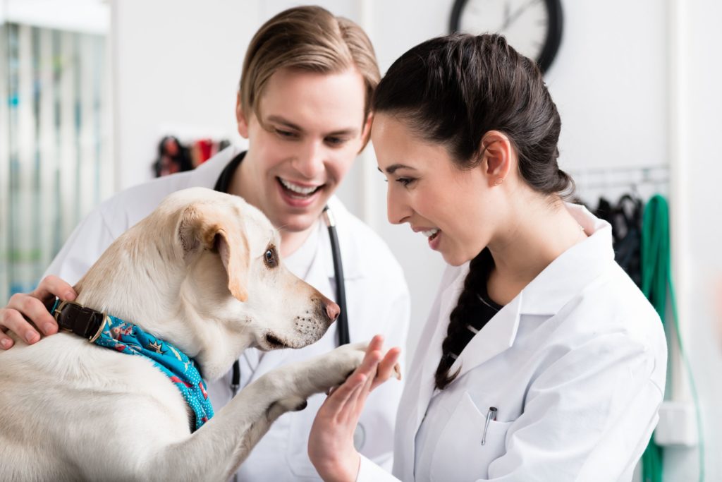 Top 10 Qualities of a Veterinary Technician